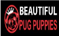 Beautiful Pug Puppies image 1